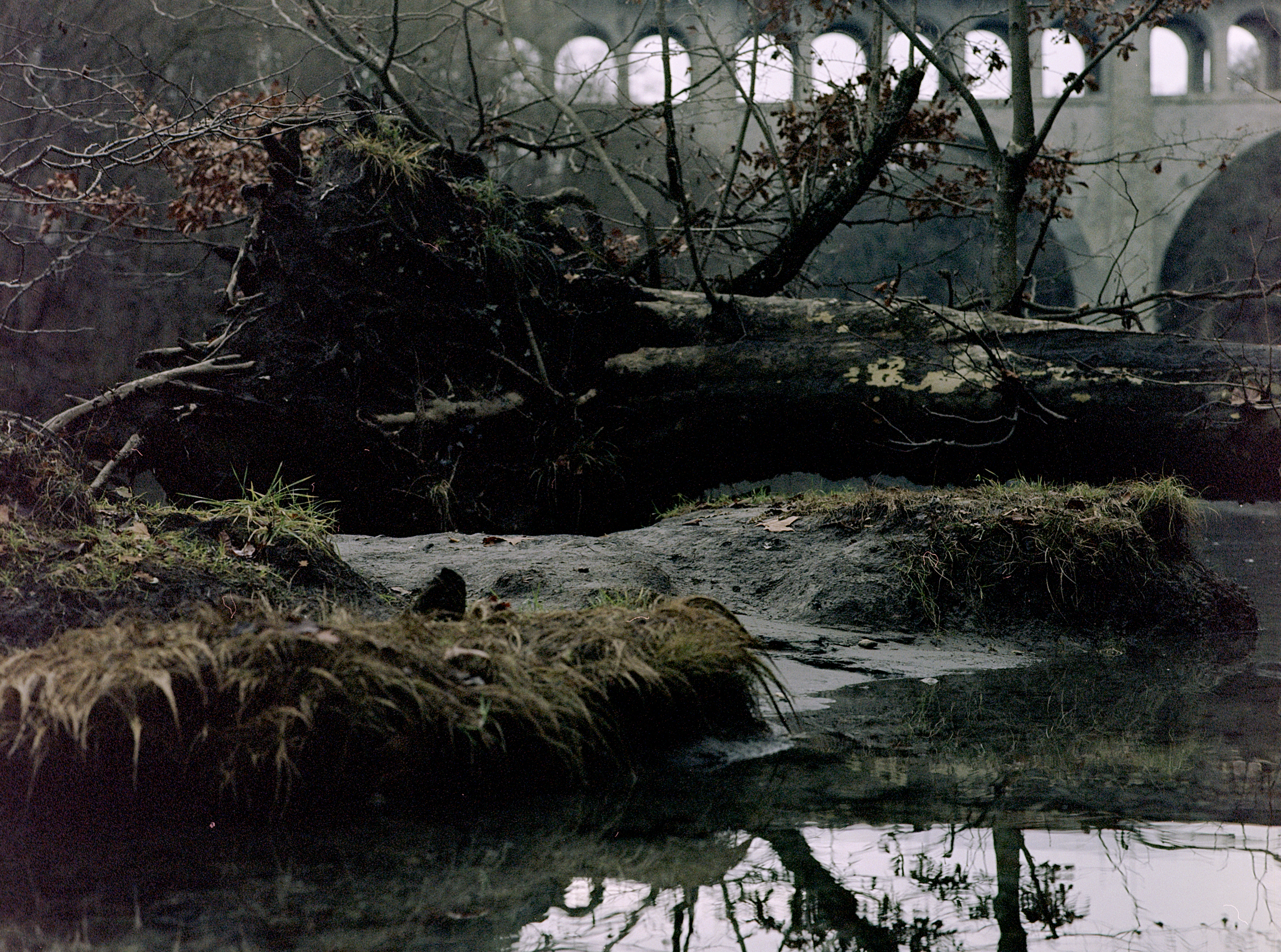 Lying tree on a swamp in front of a height bridge. Expired film, green dominant